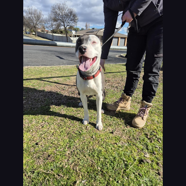 Photo of Windsor 🏎️