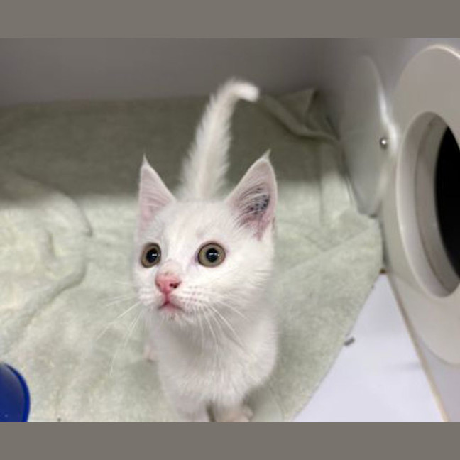 Photo of Stuart Little