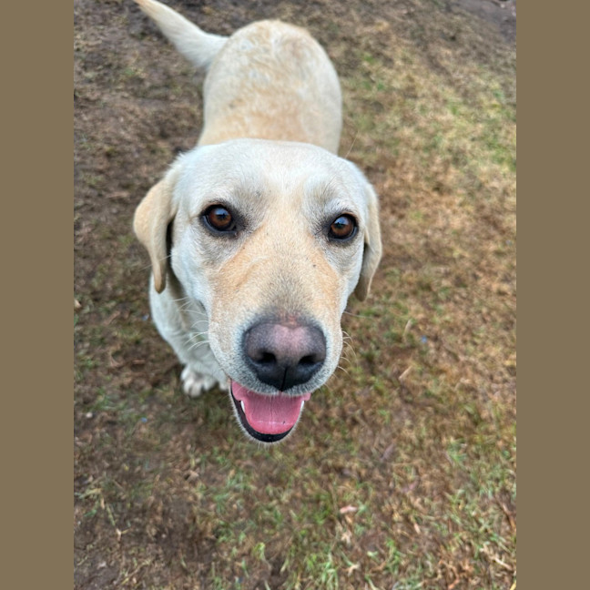 Photo of Honey