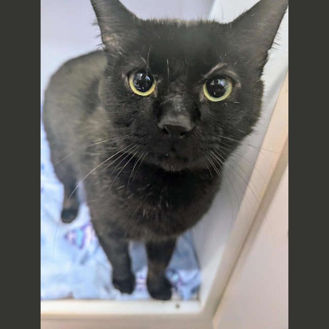 Photo of Midnight