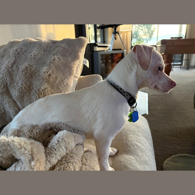 Photo of Woody