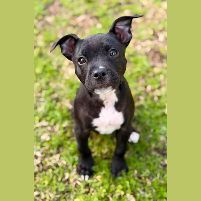 Photo of Tinka