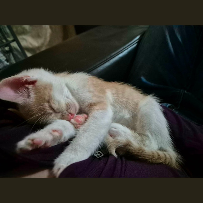 Photo of 🧡 Cinnamon 🤍