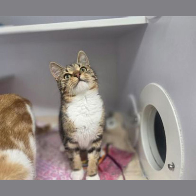 Photo of Mew