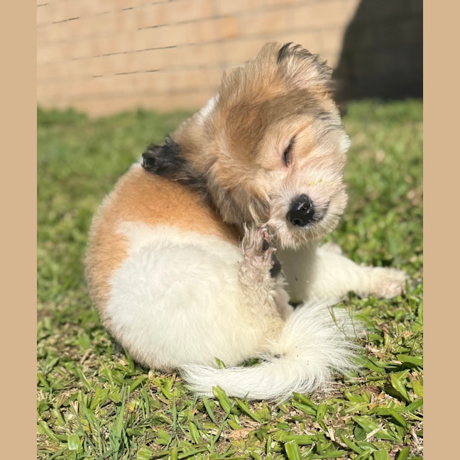 Photo of Wilbur