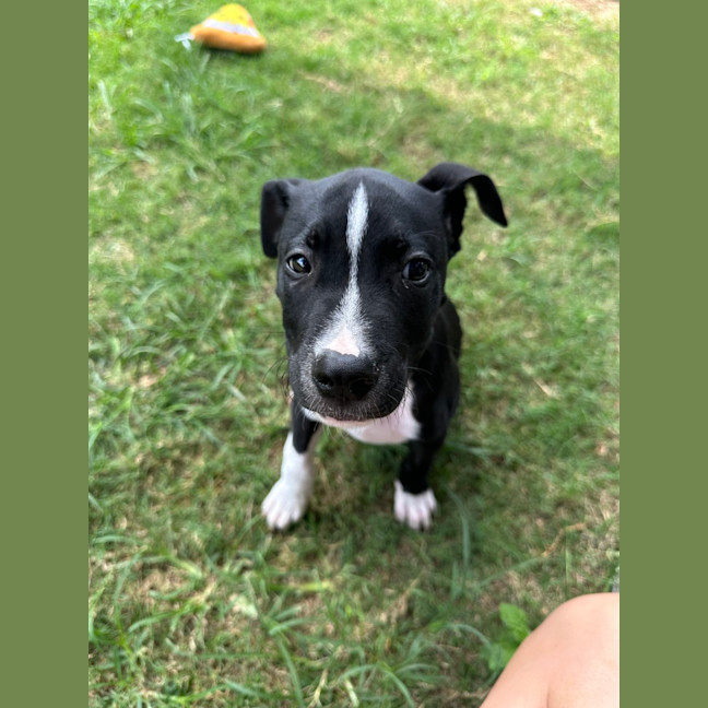 Photo of Murphy 