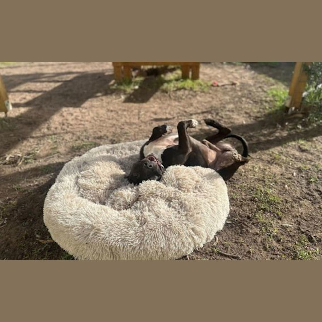 Photo of Cinnamon Donut