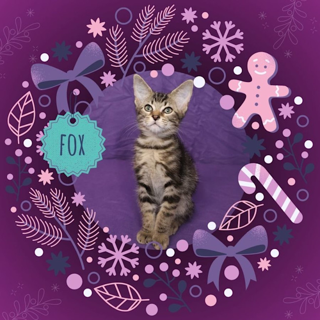 Photo of Fox