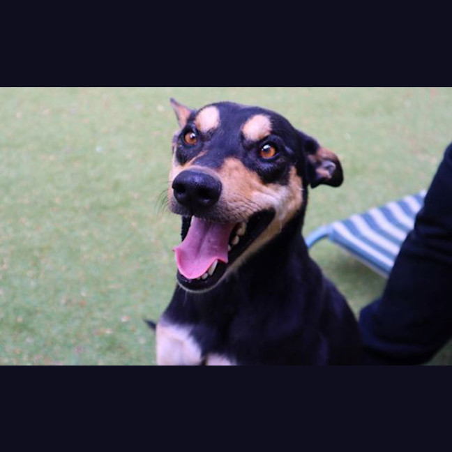 Photo of Bruno