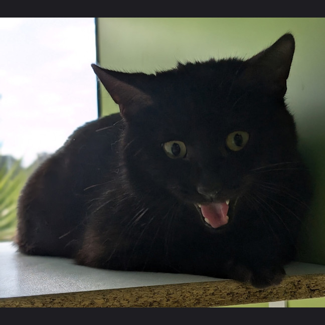 Photo of The Midnight Servant