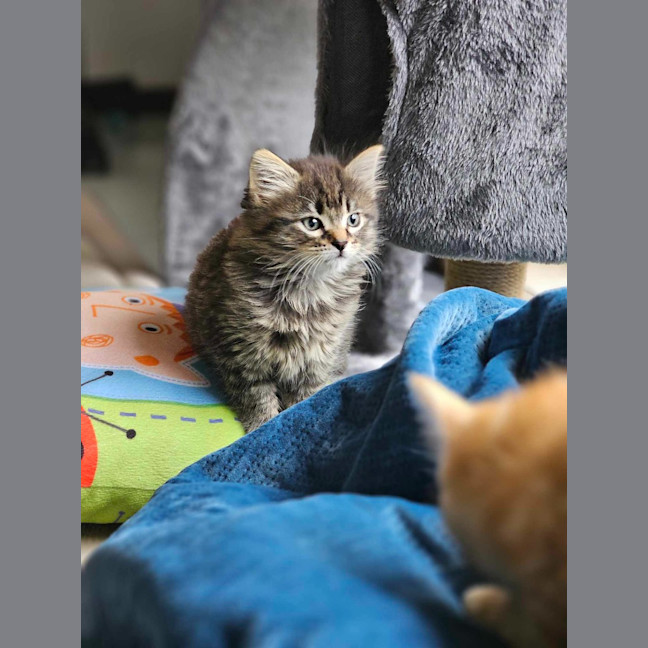 Photo of Poppy