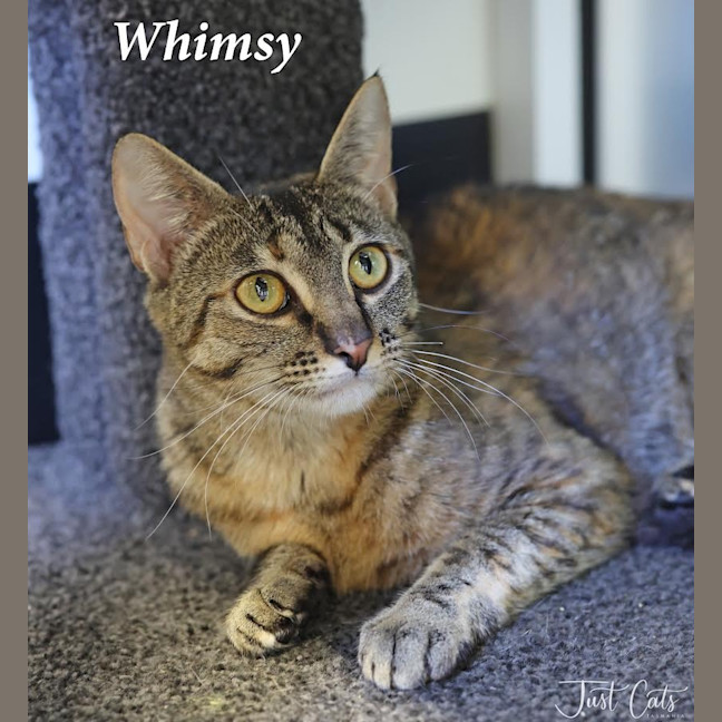 Photo of Whimsy