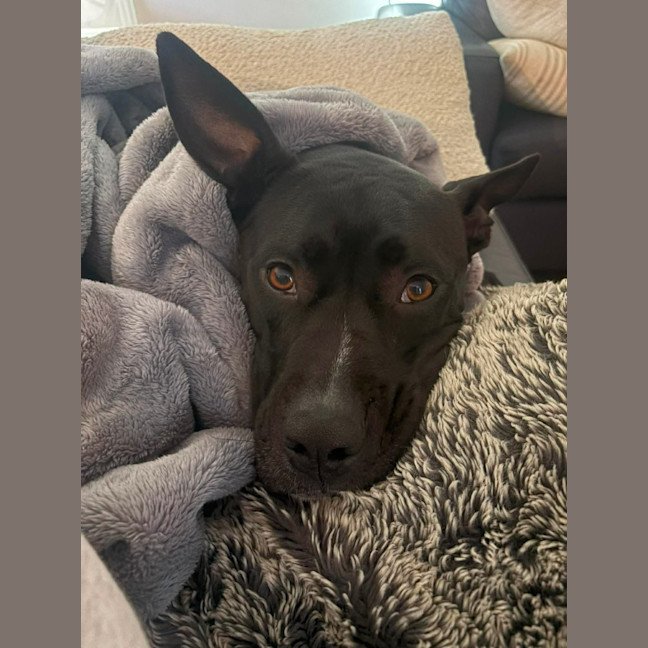 Photo of Boof