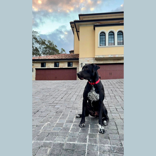 Photo of Pirate *$350 Adoption Fee*