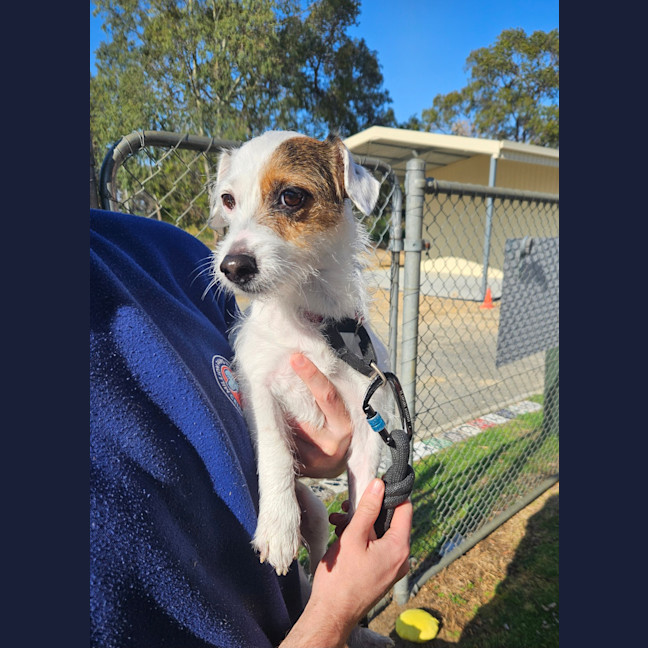 Photo of Patch
