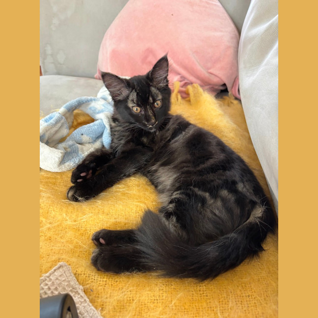 Photo of Stormy & Kiko