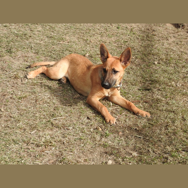 Photo of Nala