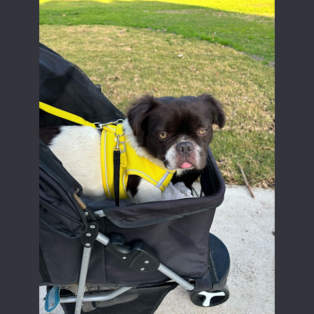 Photo of Gizmo
