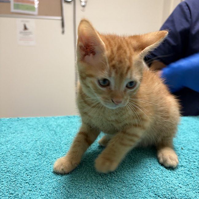 Photo of Apricot