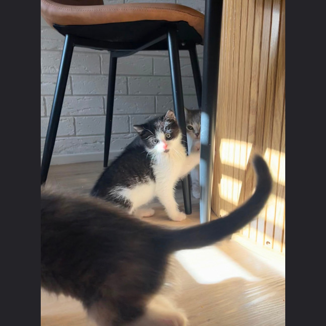 Photo of Oreo