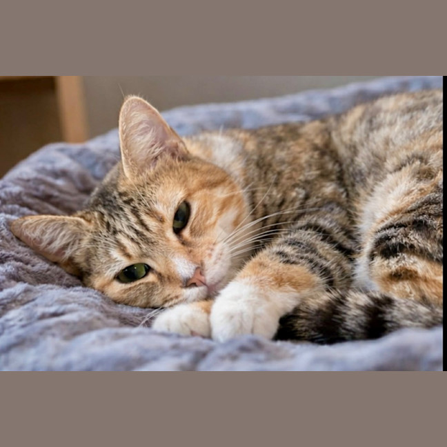 Photo of Tia Torrens