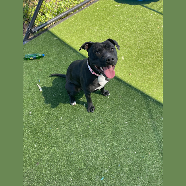 Photo of Bonnie Imp 1177