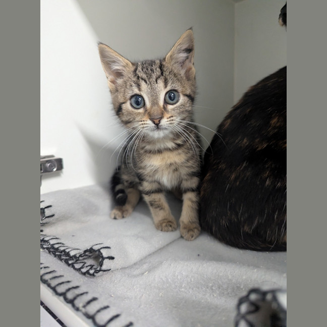 Photo of Jellybean