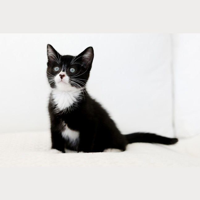 Photo of Echo