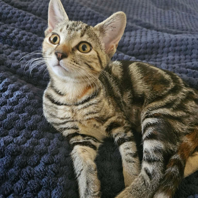 Photo of Ophelia