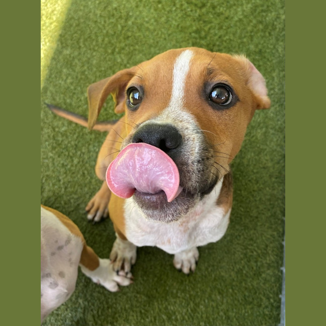 Photo of D1094 Fernando