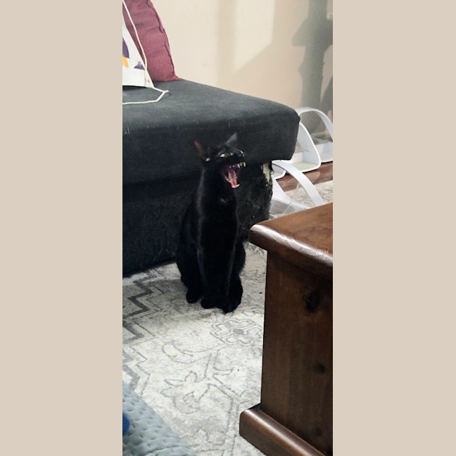Photo of Purrcival