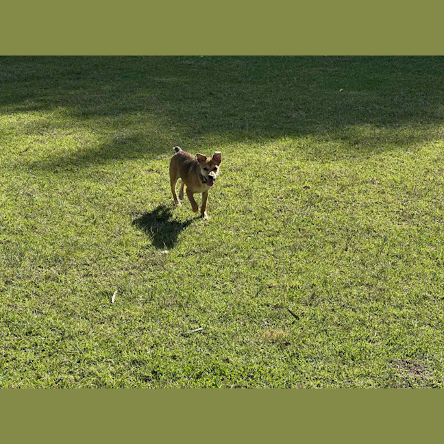 Photo of Crumpet