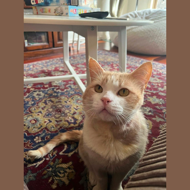 Photo of Trevor   In Foster In Flemington