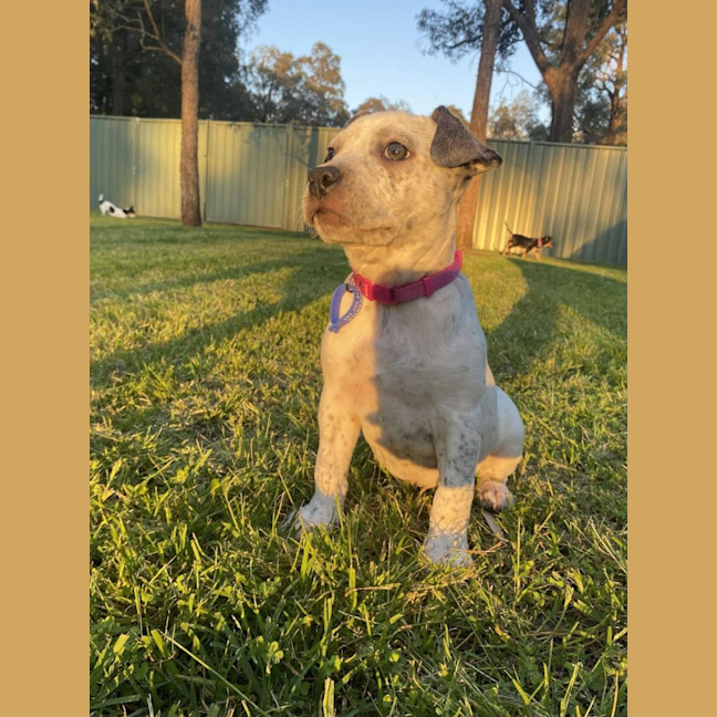 Photo of Clover   3 Month Old Cattle Dog X