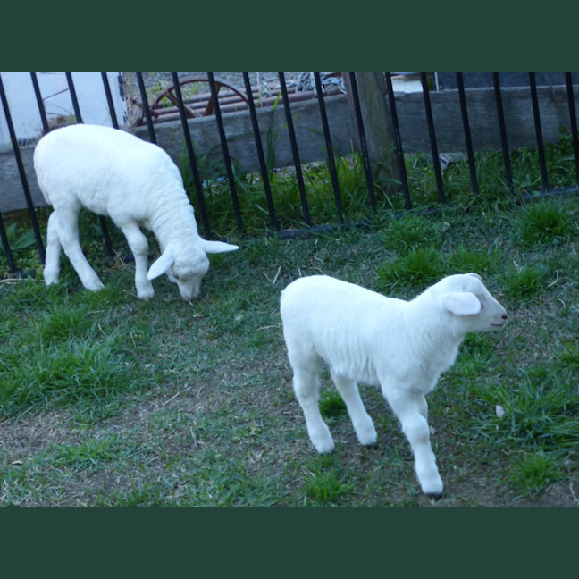 Photo of Buddy & Snow