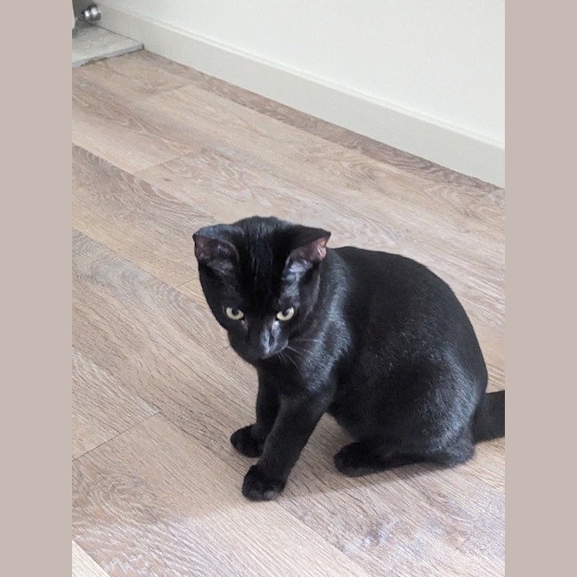 Photo of Sosage And Lucky