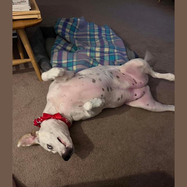 Photo of Raspberry Shortcake