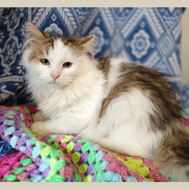 Photo of Cephus Cat 12 Now Tazz