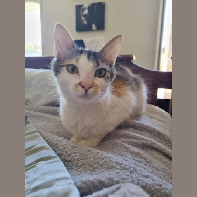 Photo of Amberlee **2nd Chance Cat Rescue**