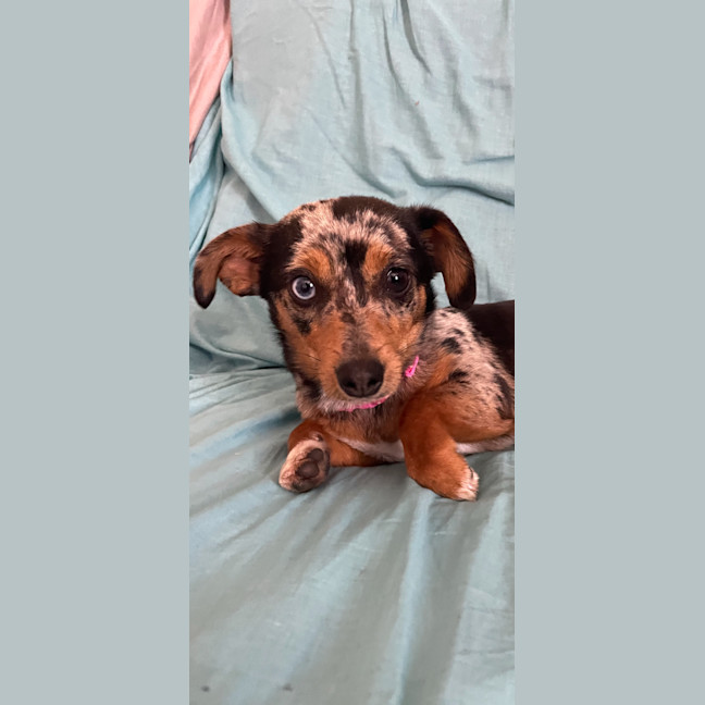 Photo of Lyla 