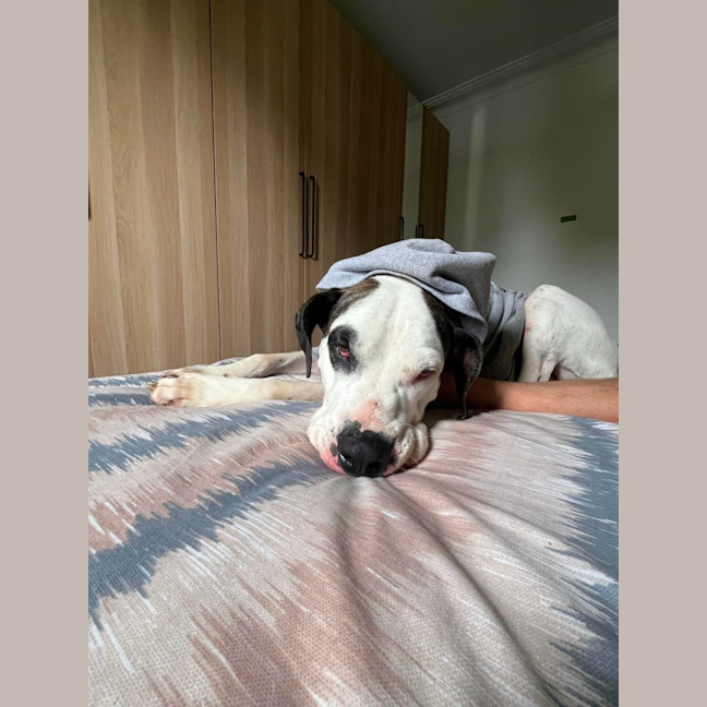 Photo of Bruno   2 Year Old Great Dane X Bull Arab