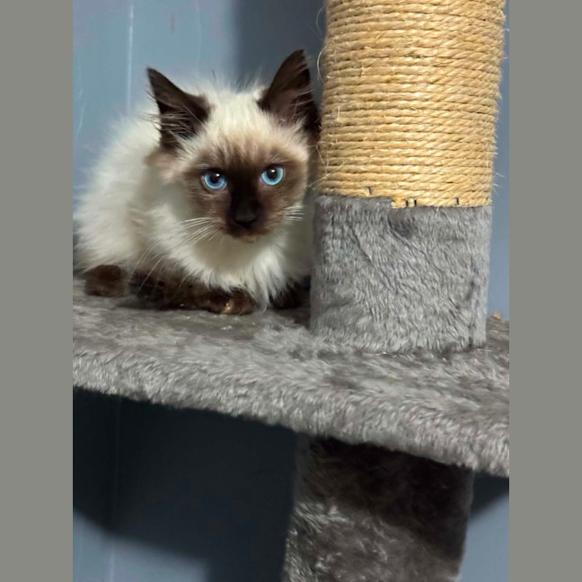 Photo of Gideon