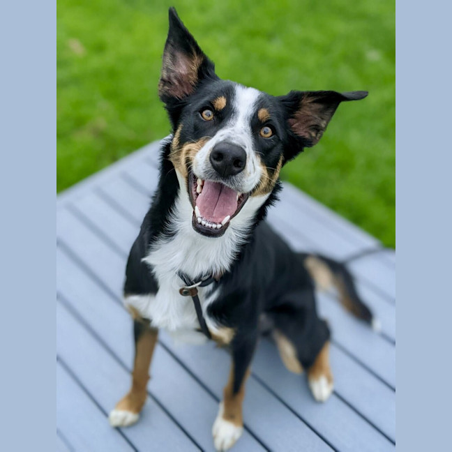 Photo of Bella