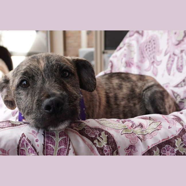 Photo of Tilly