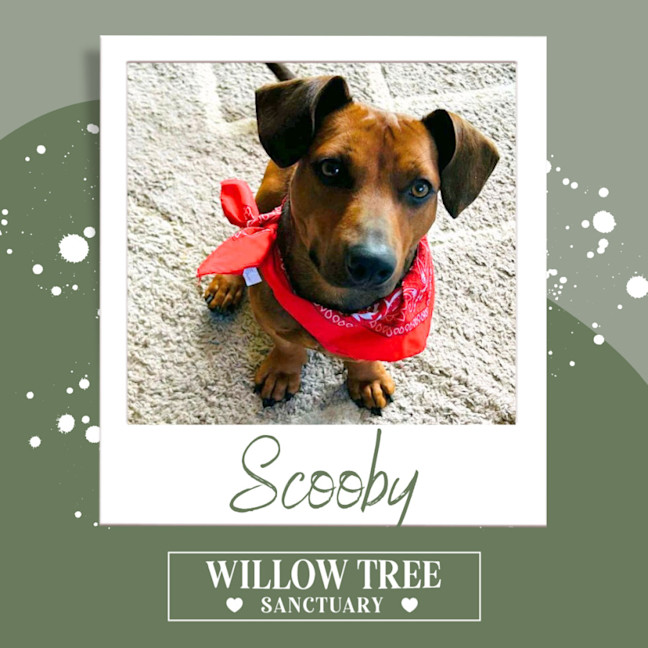 Photo of Scooby
