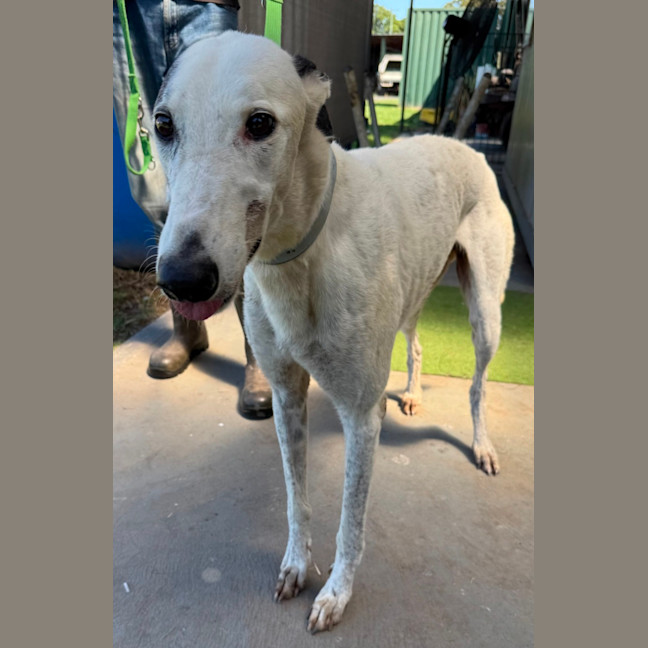 Photo of Spot