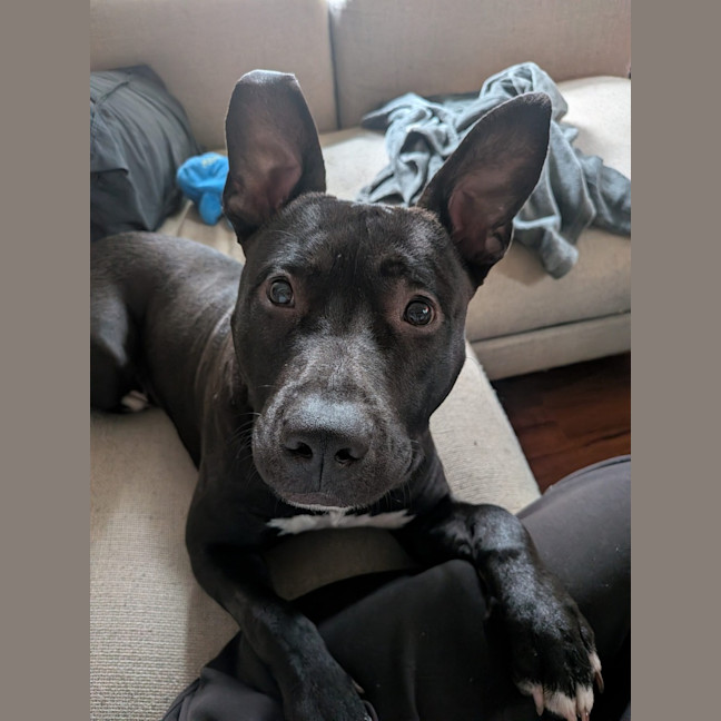 Photo of Dr Spock