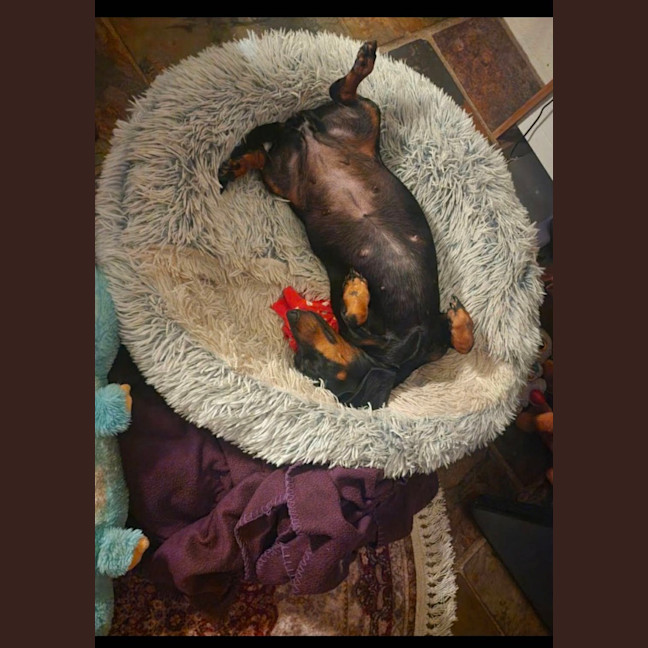 Photo of Rosie Roo Roo 