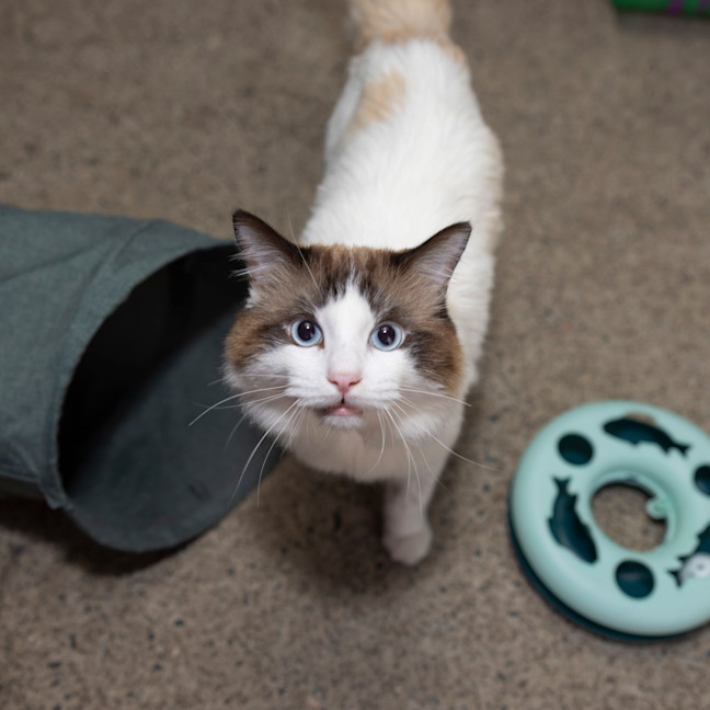 Photo of Butter Paws