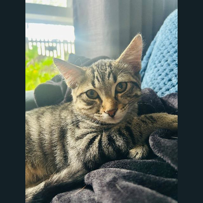 Photo of Fudge Brownie